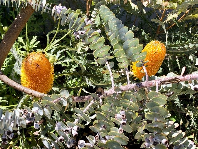 Photo of banksia flowers and leaves